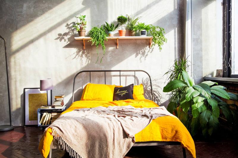 Slaap beter en gezonder met planten - Jongbelegen.nu