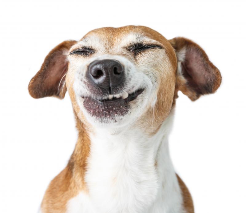 Studies bewijzen: dankzij Bello of Fikkie een langer leven - Jongbelegen.nu